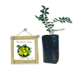 Kasthuri Lime | කස්තුරි දෙහි (බද්ධ පැළ)