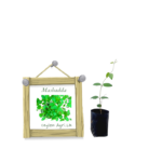 Masbadda | මස්බැද්ද