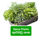 Spice Plants / කුළුබඩු ශාක