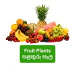 Fruit Plants / පළතුරු පැල
