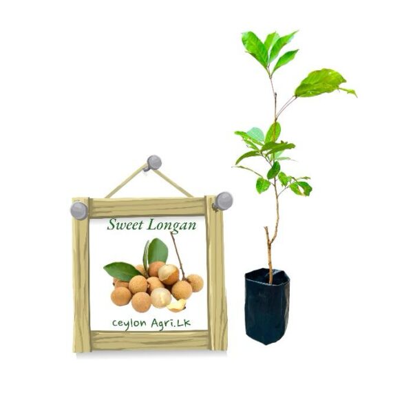 Sweet Longan | පැණි මොර (බද්ධ පැළ) - Foregin Variety