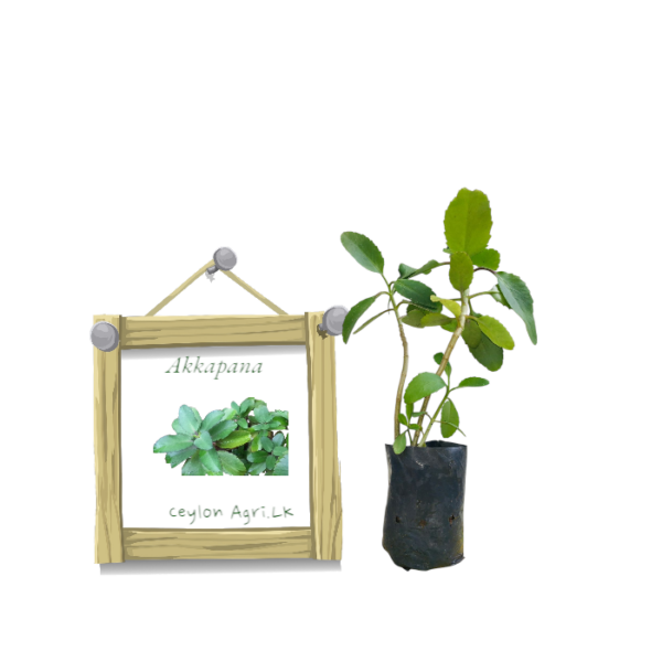 Akkapana Plant from Ceylon Agri - Best and Healthly Plants