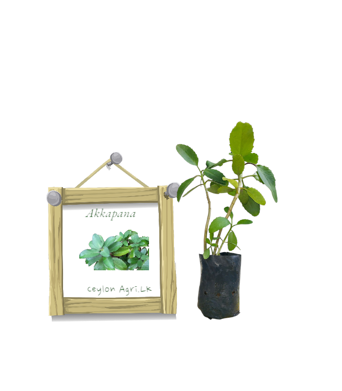 Akkapana Plant from Ceylon Agri - Best and Healthly Plants Akkapana Plant from Ceylon Agri - Best and Healthly Plants