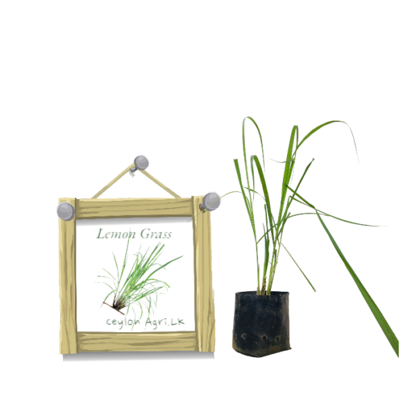 Lemon Grass from Ceylon Agri - Best and Healthly Plants
