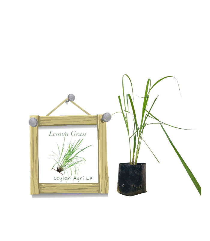 Lemon Grass from Ceylon Agri - Best and Healthly Plants Lemon Grass from Ceylon Agri - Best and Healthly Plants