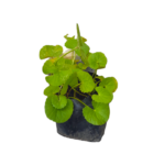 Gotukola | වැල් ගොටුකොළ