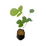 Kaala | කෑල (ලේයර් පැළ)