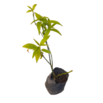 Wisaharana | විසහරණ (ලේයර් පැළ)