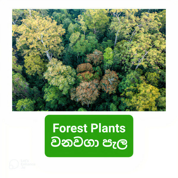 Forest Plants / වනවගා පැල