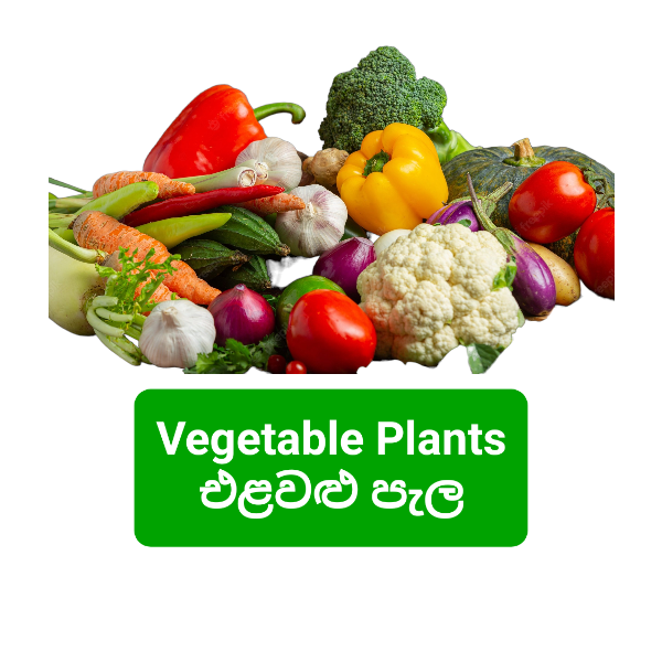 Vegetable Plants / එළවලු පැල