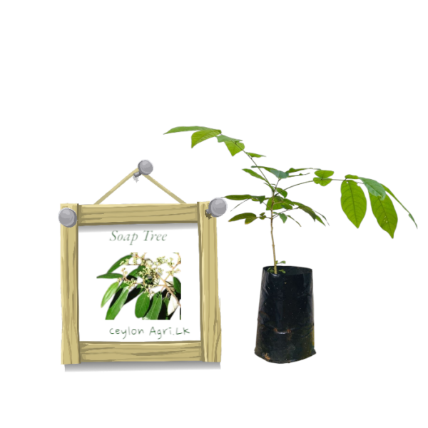 Soap Tree from Ceylon Agri - Best and Healthly Plants