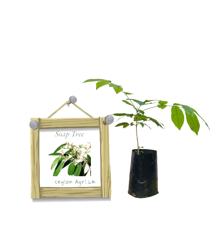 Soap Tree from Ceylon Agri - Best and Healthly Plants Soap Tree from Ceylon Agri - Best and Healthly Plants