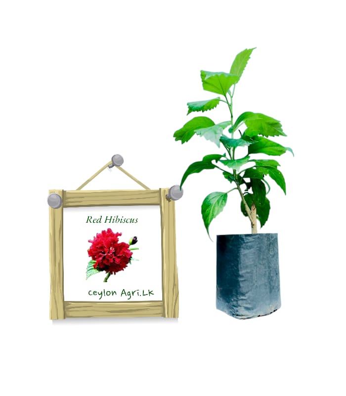 WhatsApp Image 2025-09-20 at 15.21.40 Red Hibiscus | රතු පොකුරු වද මල් - Image 1