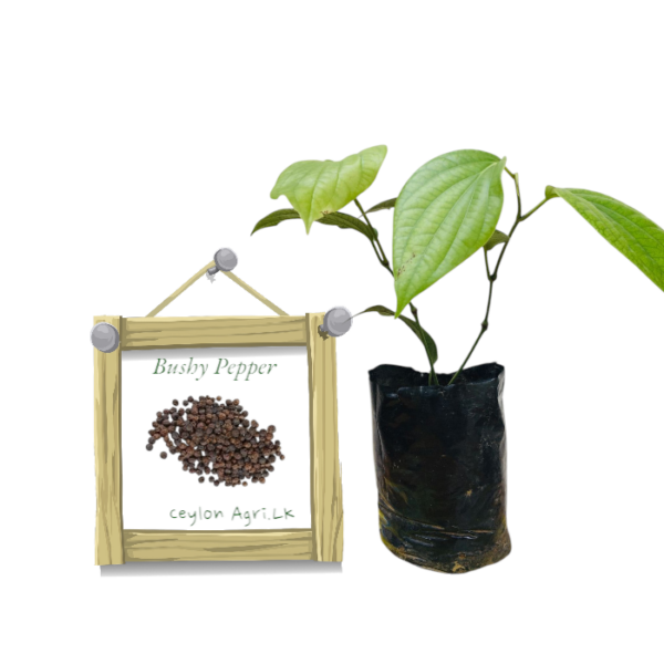Bushy Pepper from Ceylon Agri - Best and Healthly Plants