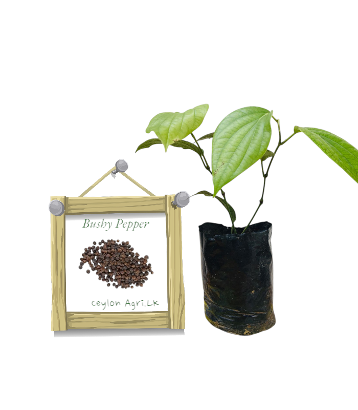 Bushy Pepper from Ceylon Agri – Best and Healthly Plants Bushy Pepper from Ceylon Agri - Best and Healthly Plants