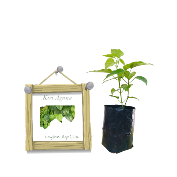 Kiri Aguna from Ceylon Agri - Best and Healthly Plants
