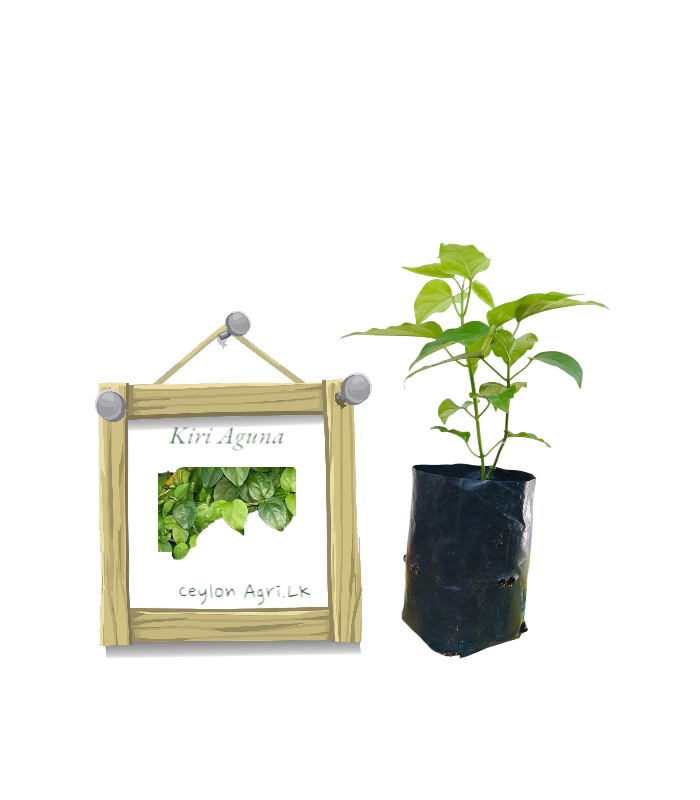 Kiri Aguna from Ceylon Agri - Best and Healthly Plants Kiri Aguna from Ceylon Agri - Best and Healthly Plants