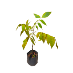 Wedapana | වෙදපනා