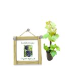 Isabella Grapes | ඉසබෙලා මිදි - කොළ මිශ්ර දම් පැහැ