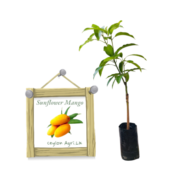 Sunflower Mango | සන්ෆ්ලවර් අඹ