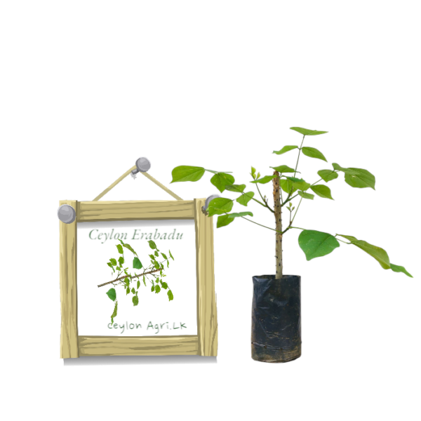 Ceylon Erabadu from Ceylon Agri - Best and Healthly Plants