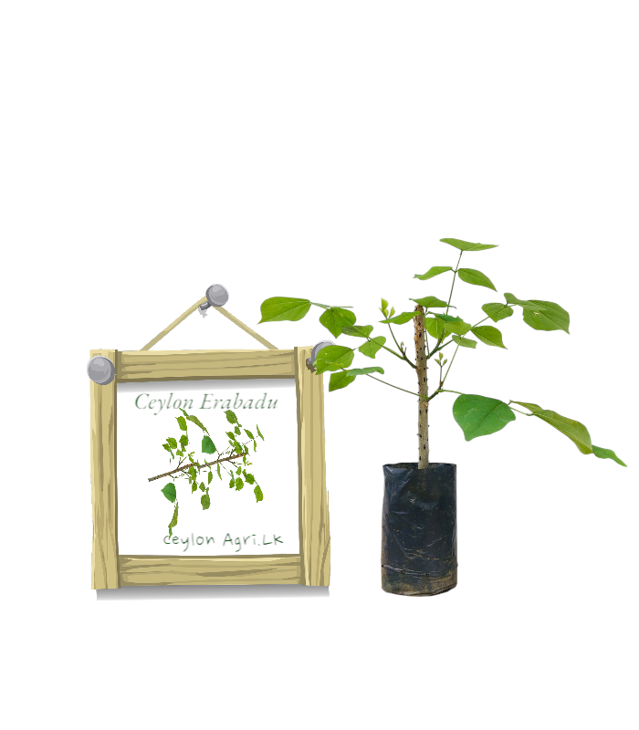 Ceylon Erabadu from Ceylon Agri - Best and Healthly Plants Ceylon Erabadu from Ceylon Agri - Best and Healthly Plants