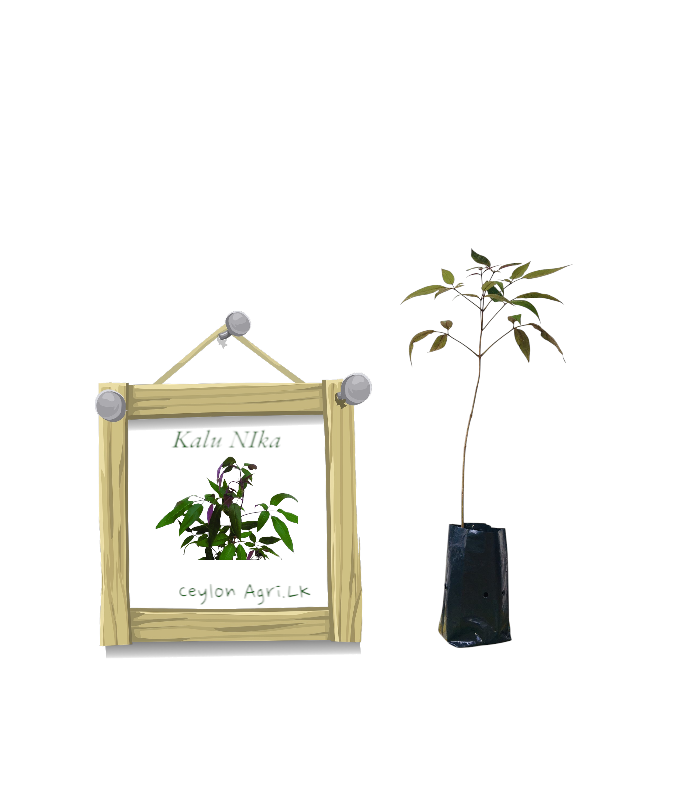 Kalu Nika from Ceylon Agri - Best and Healthly Plants Kalu Nika from Ceylon Agri - Best and Healthly Plants