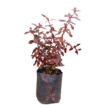 Red Mukunuwenna | රතු මුගුණුවැන්න