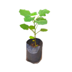 Thibbatu | වැල් තිබ්බටු