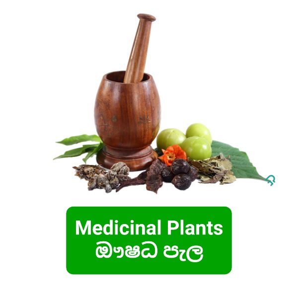 Medicinal Plants / ඖෂධ පැල