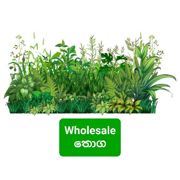 Wholesale Plants | තොග පැල