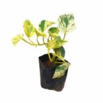Golden Pothos Money Plant