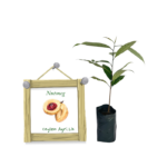 Sadikka | Nutmeg | සාදික්කා