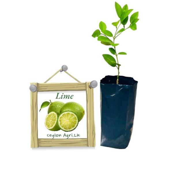 Lime | දෙහි