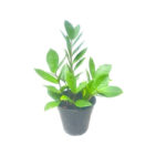 Money Plant | මනී ප්ලාන්ට්