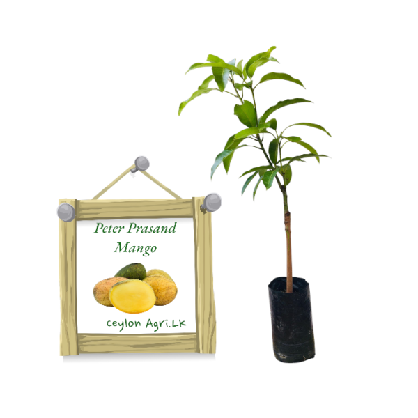 Peter Pasand Mango | පීටර් පසාන්ඩ් අඹ