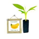 cavendish-banana-ceylon-agri-best-healthy-plants