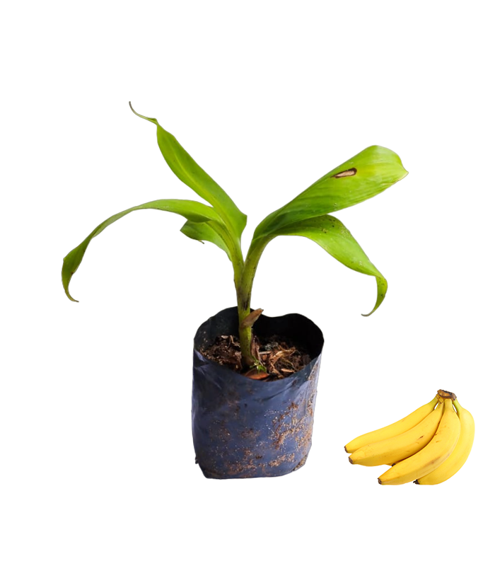 Cavendish-Banana