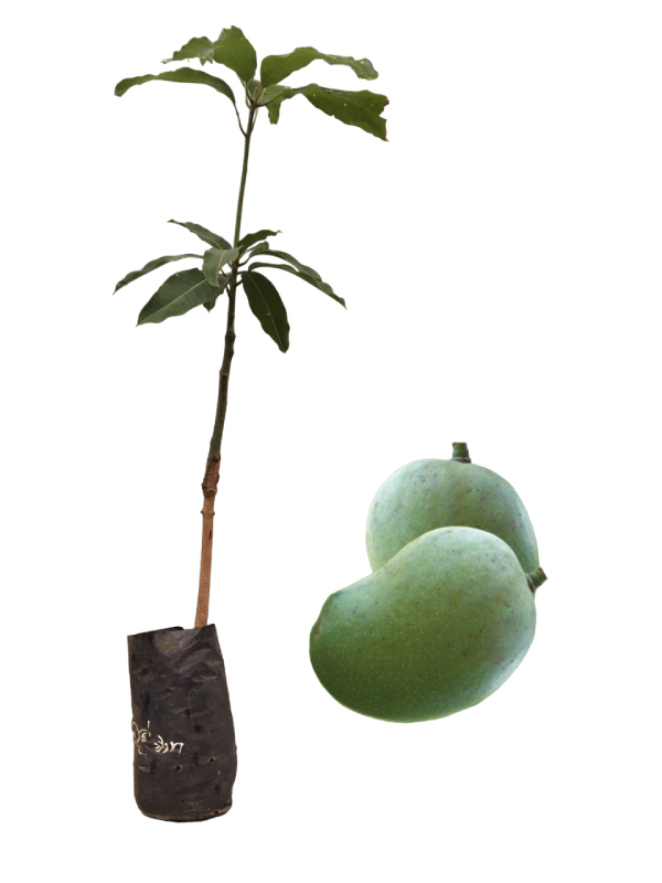 malwana mango