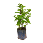 mint mint-ceylon-agri-best-healthy-plants