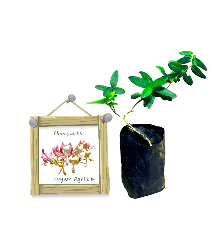 Kaha Idda | Honeysuckle Kaha Idda | Honeysuckle