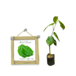 Bulath | Betel Plant | බුලත්