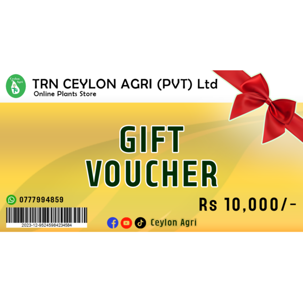 gift voucher 10000