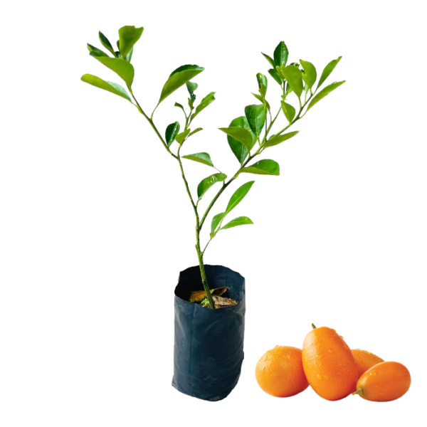 kumquat-long