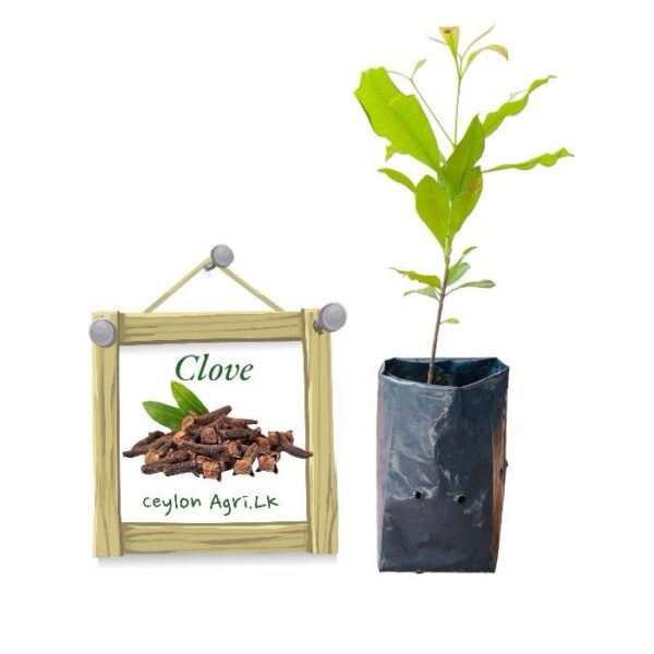 Clove Plant | කරාබුනැටි පැළ