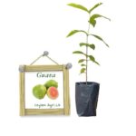 ceylon-guava-ceylon-agri-best-healthy-plants