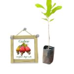 Cashew Plant | කජු (Double Season) | (බද්ධ පැළ)