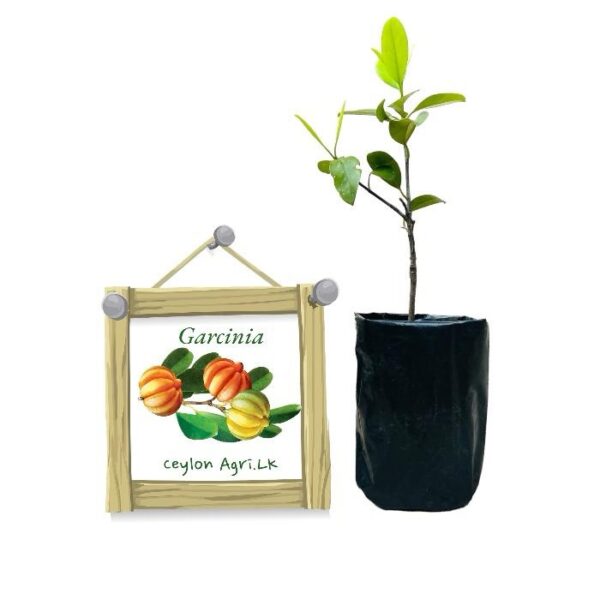 Garcinia | Goraka | ගොරකා (බද්ධ පැළ)