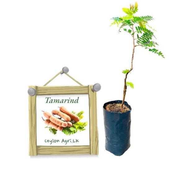 Tamarind | දේශීය සියඹලා ඇඹුල් (බද්ධ පැළ)