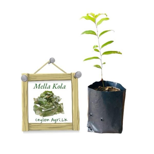 Malla | මැල්ල